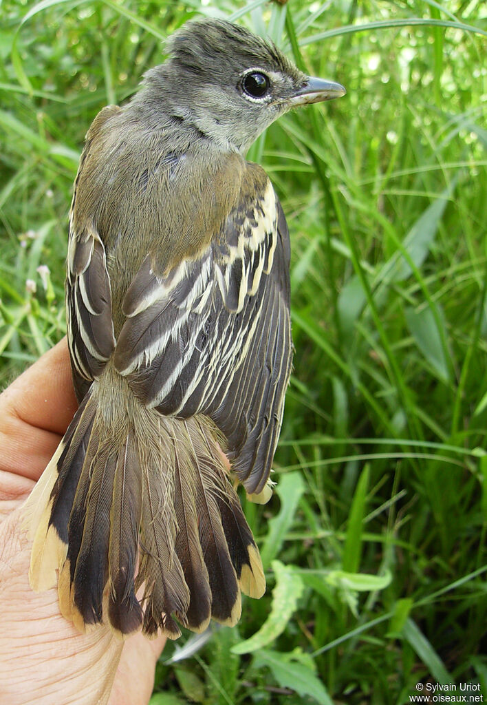 Bécarde à ailes blanches