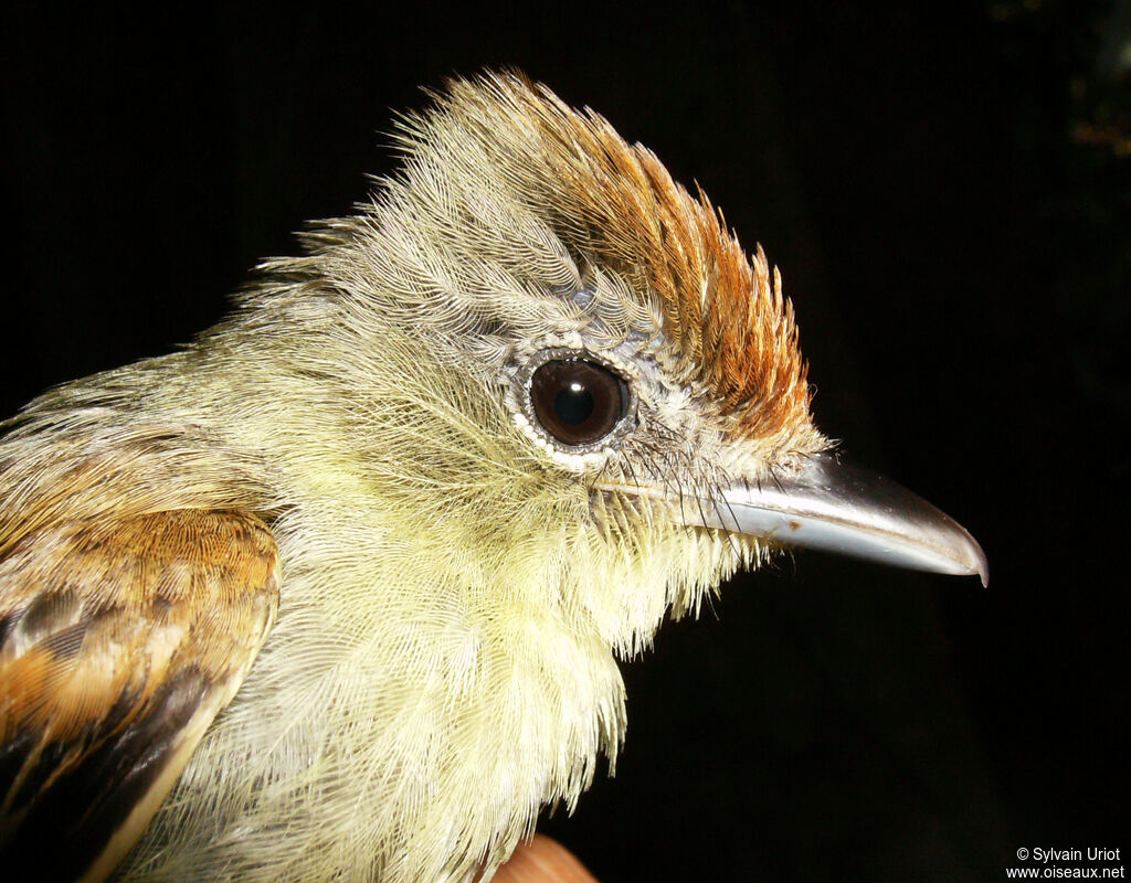 Black-capped Becard female adult