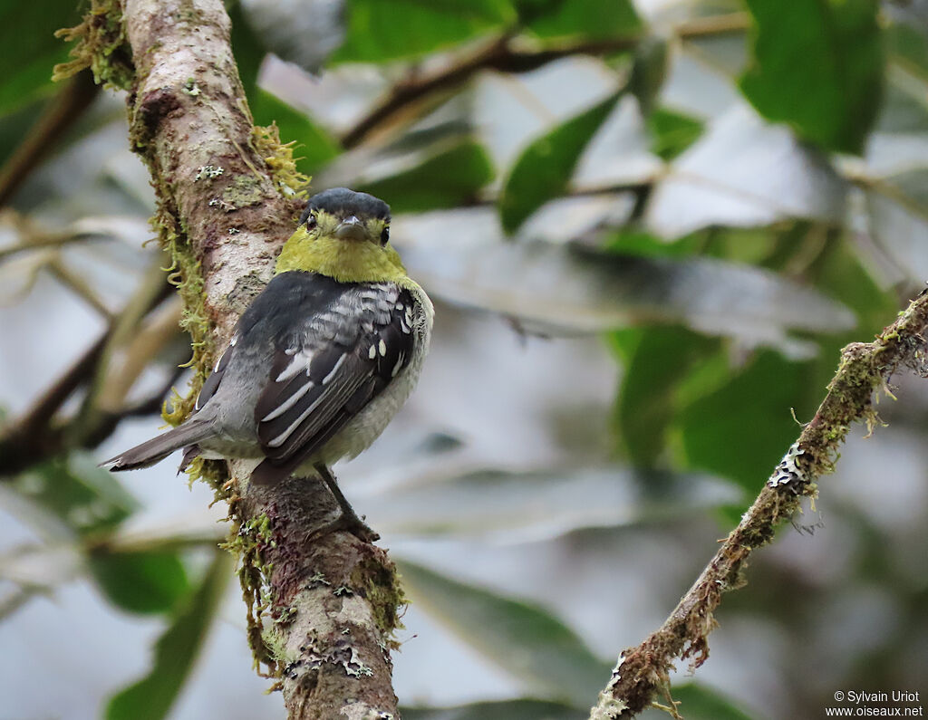 Barred Becard male adult