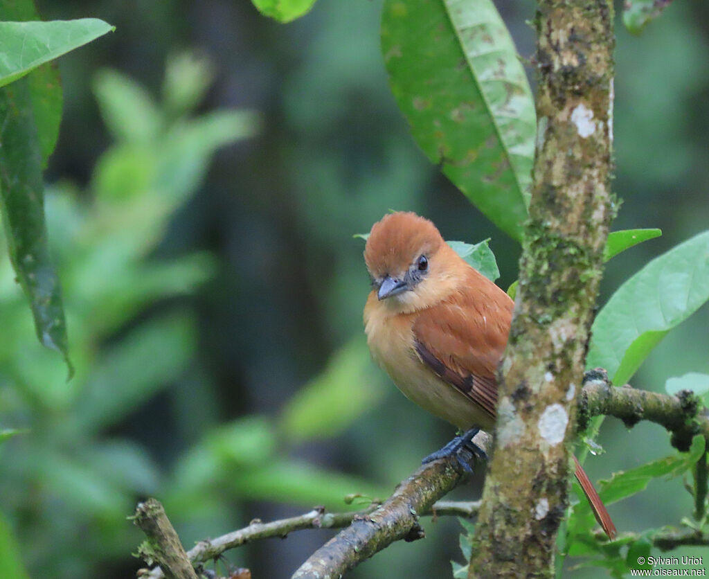 One-colored Becard female adult