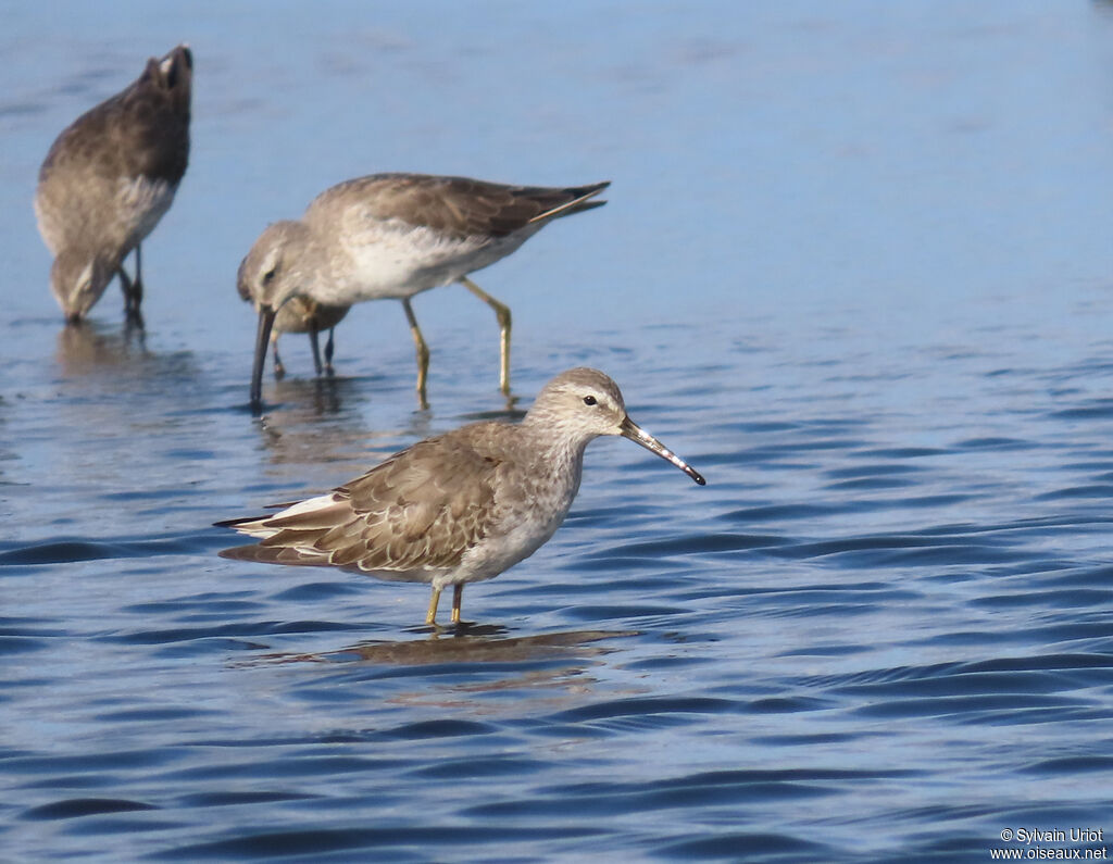 Stilt Sandpiperadult post breeding