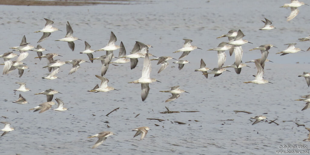 Stilt Sandpiperadult post breeding