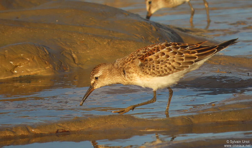 White-rumped Sandpiperjuvenile