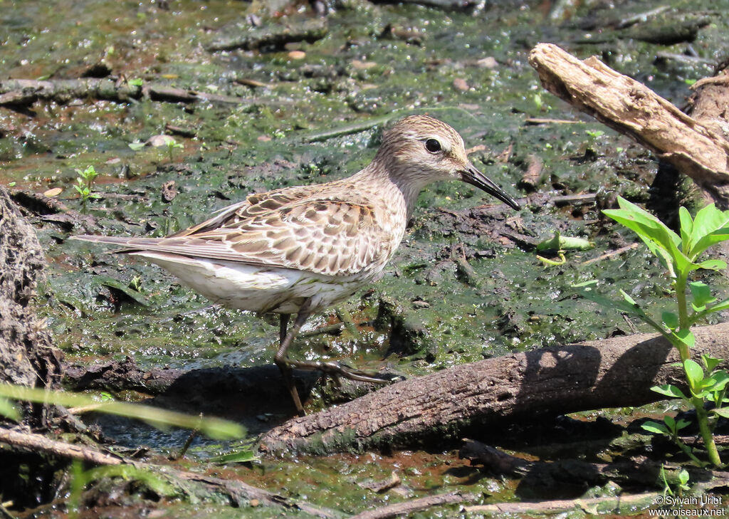 White-rumped SandpiperFirst year