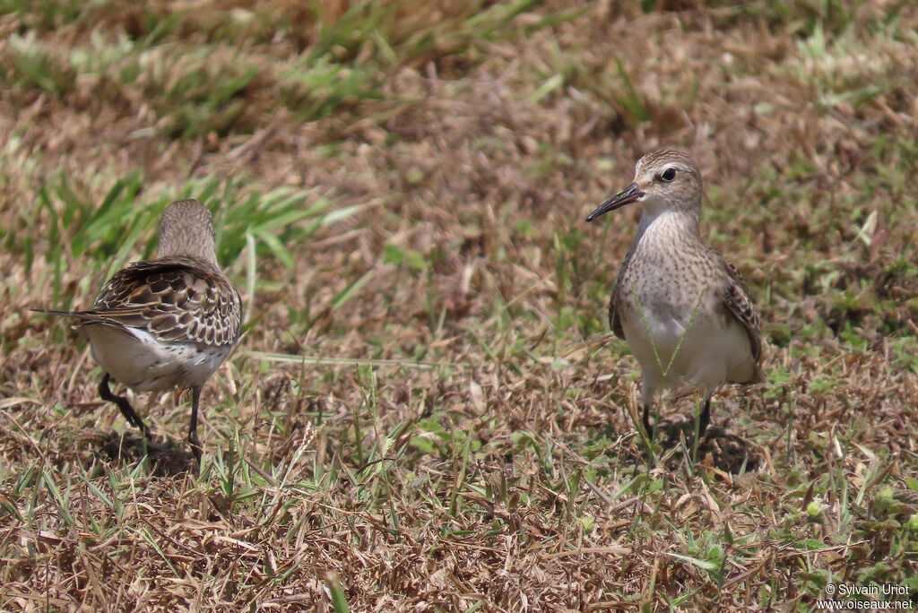 White-rumped SandpiperFirst year