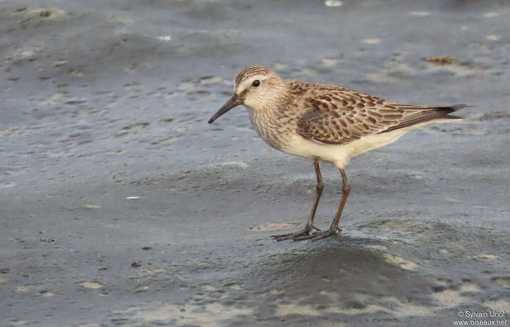 White-rumped Sandpiperadult