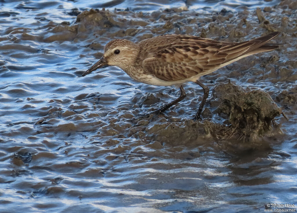 White-rumped Sandpiperadult post breeding