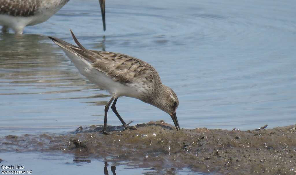 White-rumped Sandpiperadult post breeding, fishing/hunting