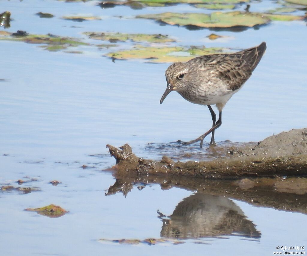 White-rumped Sandpiperadult post breeding
