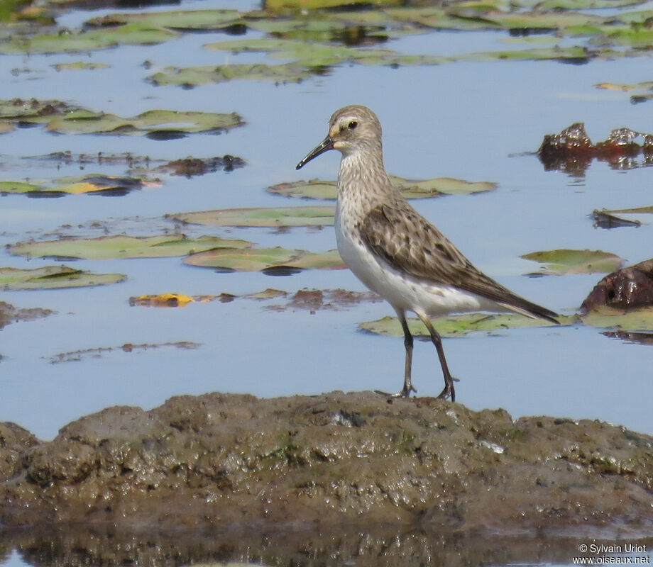 White-rumped Sandpiperadult post breeding