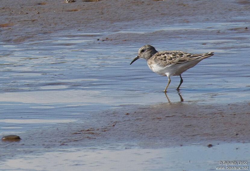 Temminck's Stintadult breeding