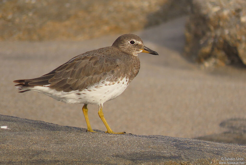 Surfbirdadult post breeding