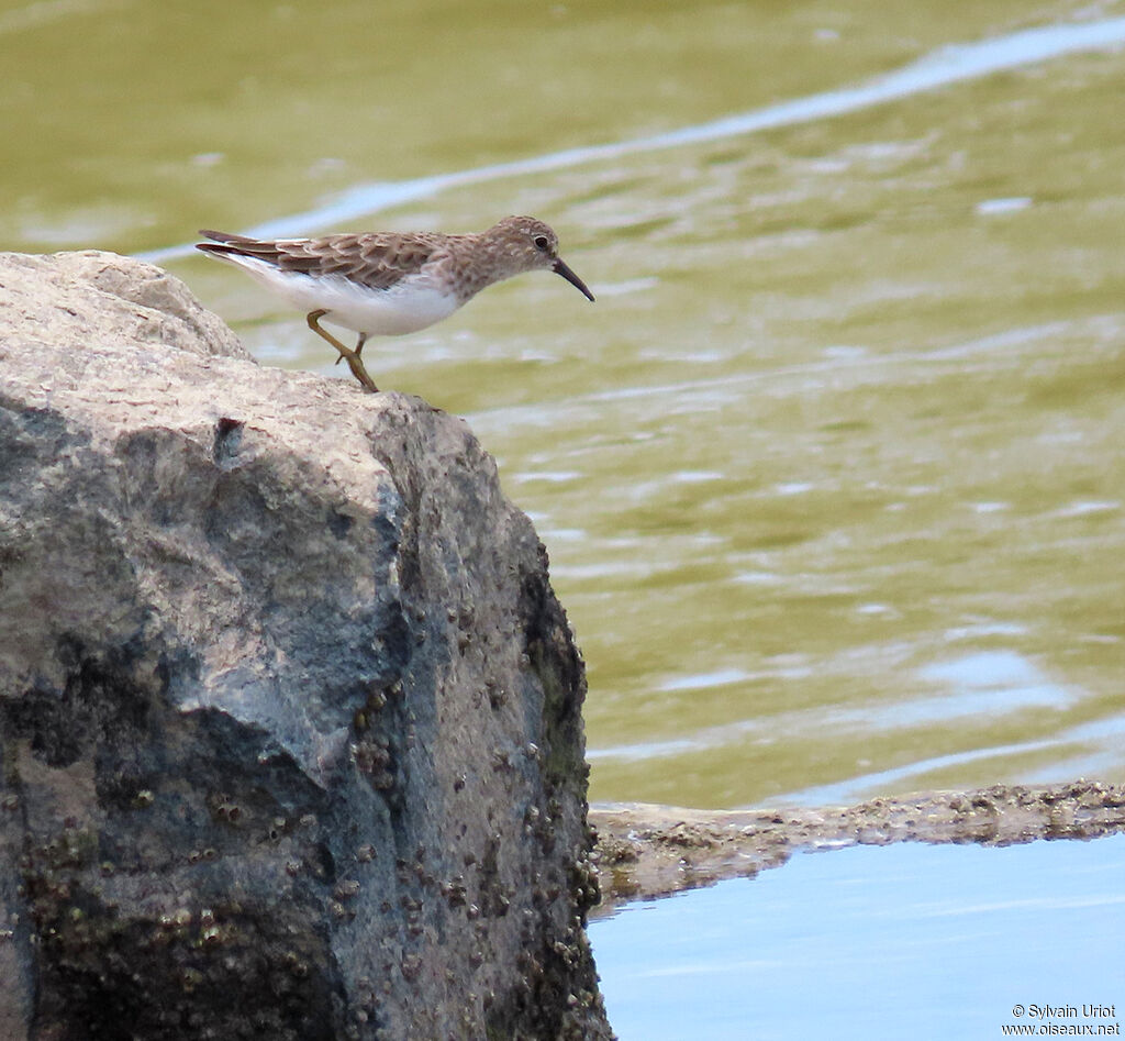 Least Sandpiperadult post breeding