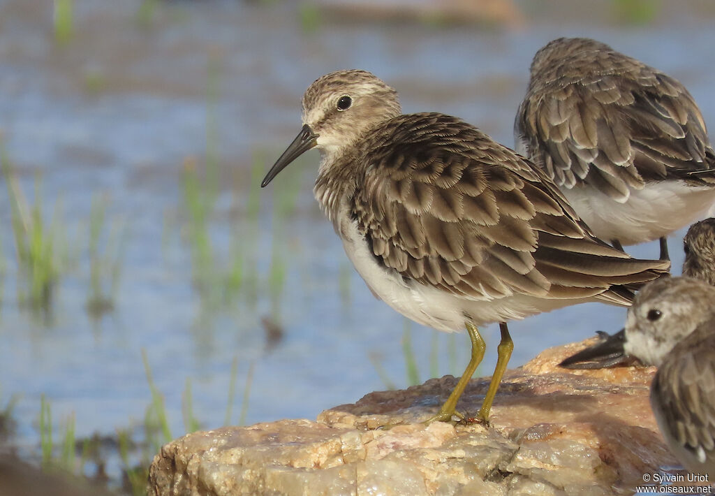 Bécasseau minusculeadulte internuptial