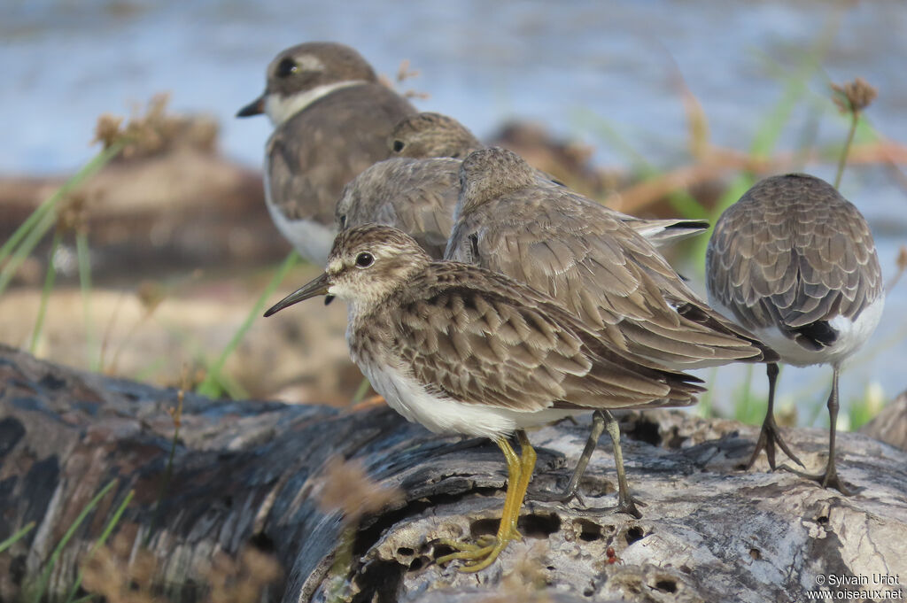 Bécasseau minusculeadulte internuptial