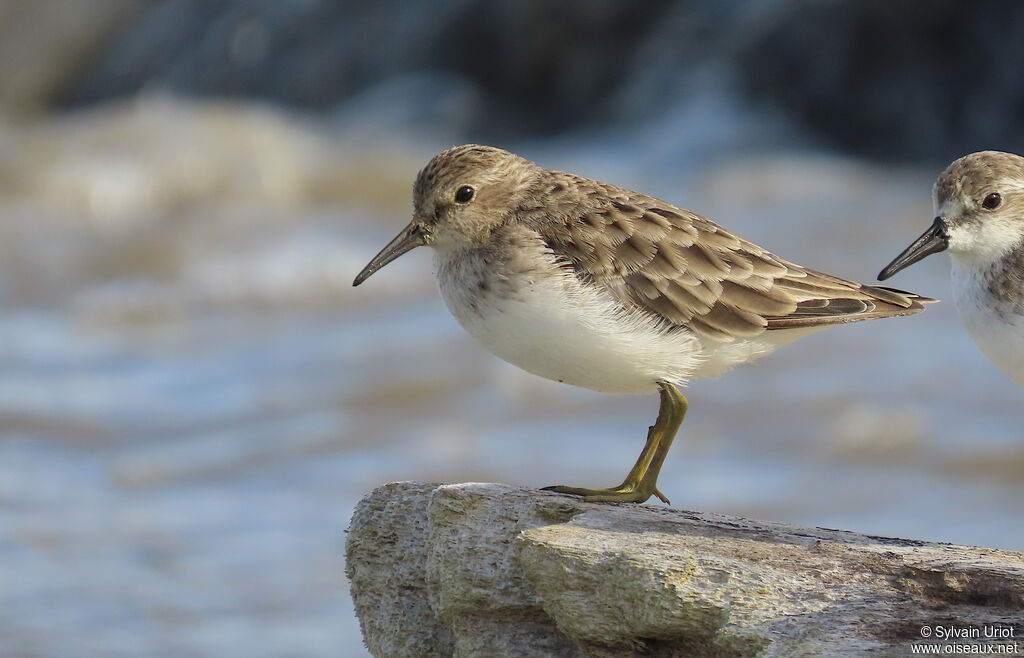 Bécasseau minusculeadulte internuptial