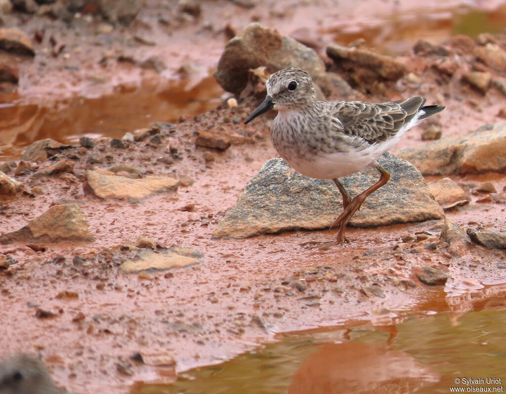 Bécasseau minusculeadulte internuptial