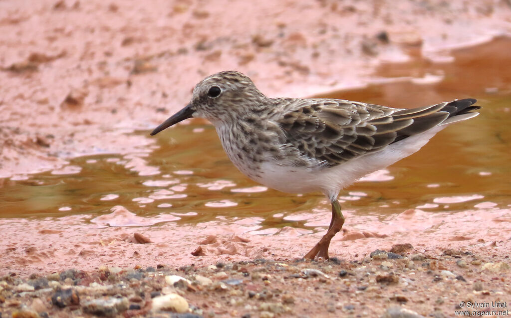 Bécasseau minusculeadulte