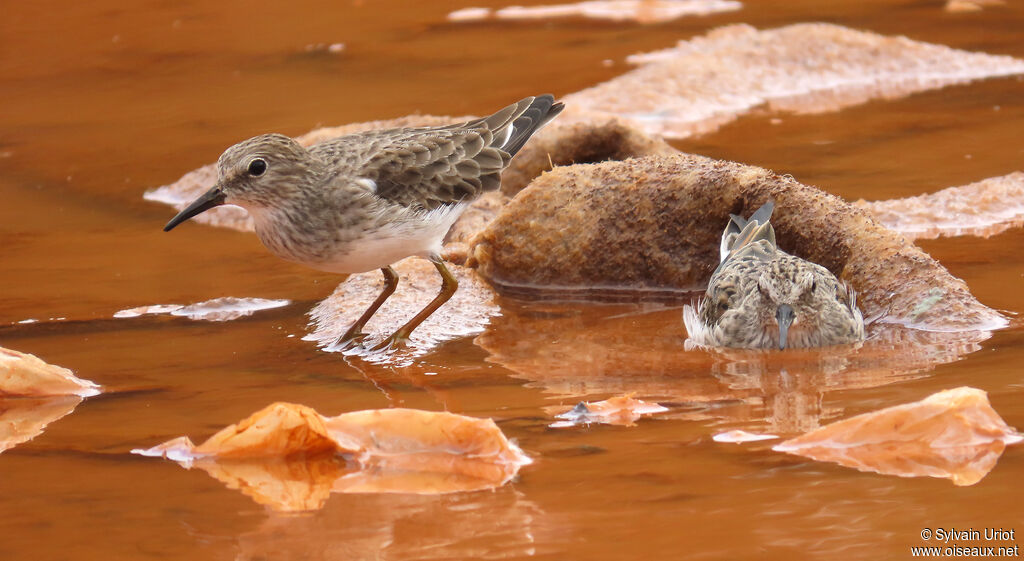 Bécasseau minusculeadulte