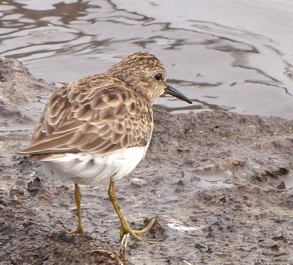 Least Sandpiper
