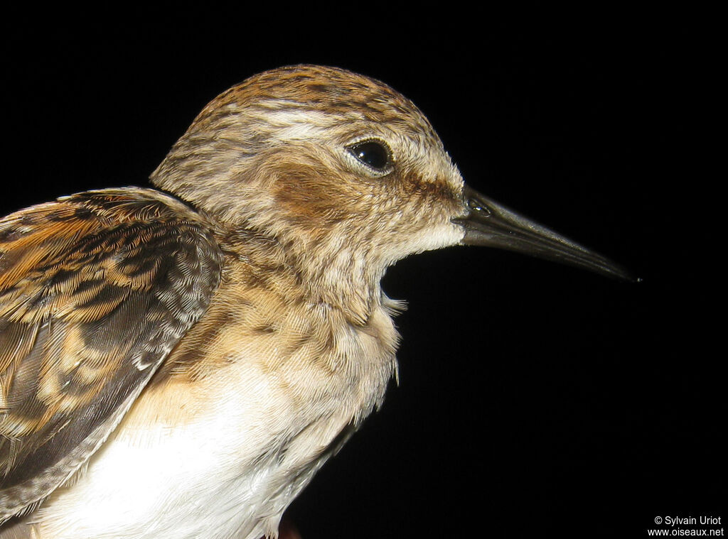 Least Sandpiperimmature