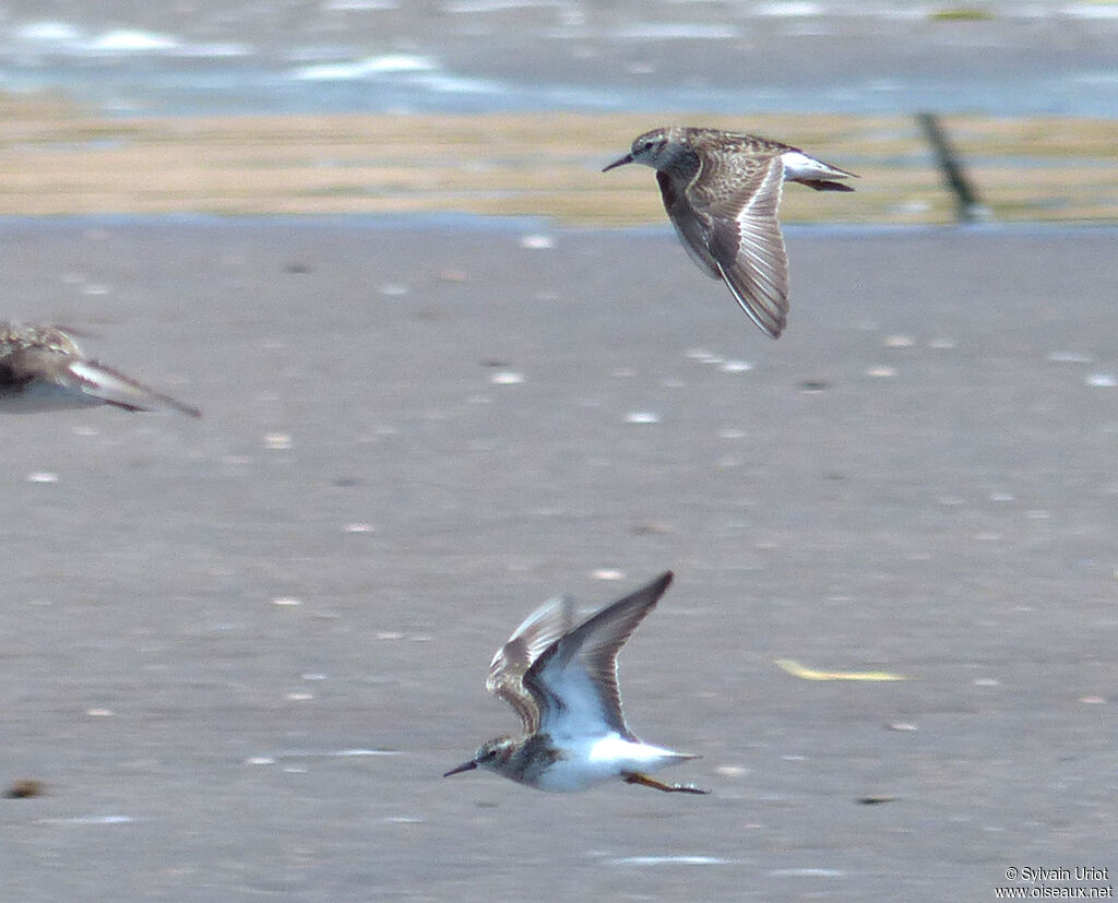 Least Sandpiper