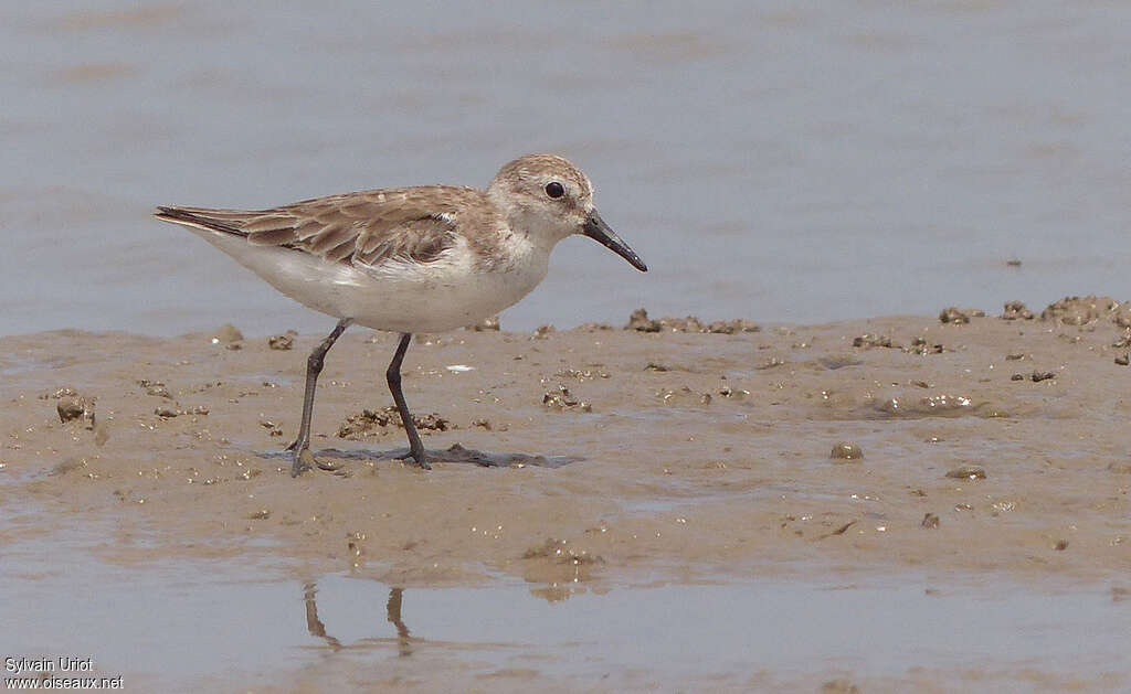 Semipalmated Sandpiperadult post breeding, identification