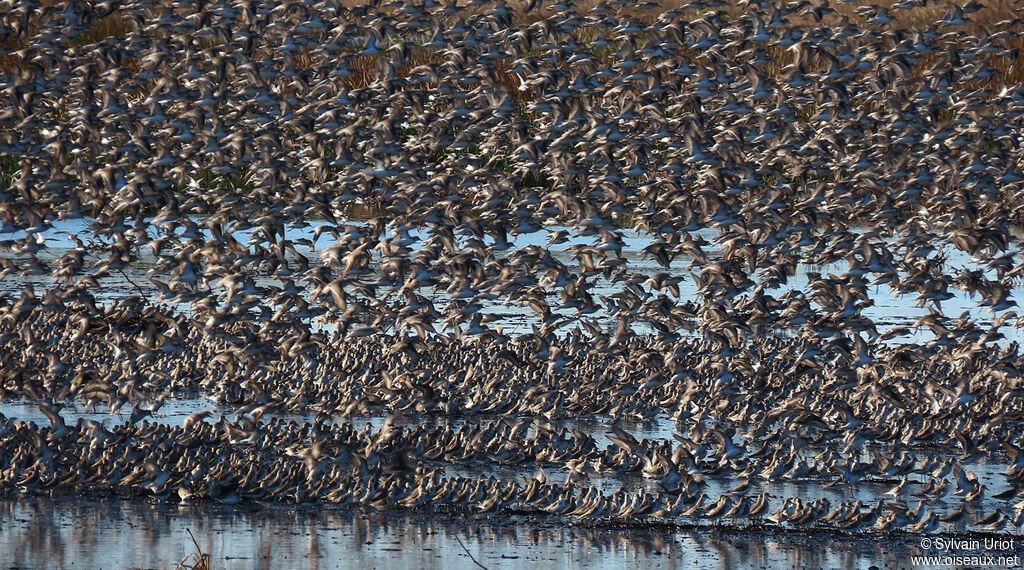 Semipalmated Sandpiper