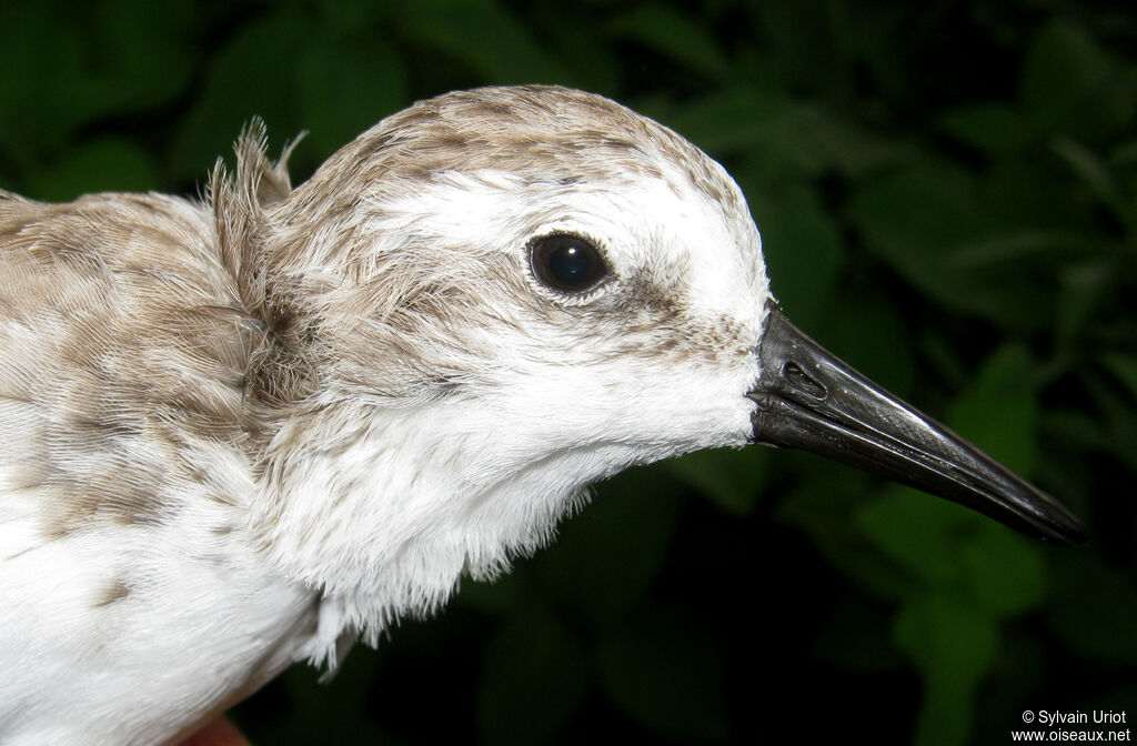 Semipalmated Sandpiperadult