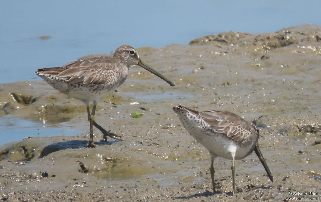 Short-billed Dowitcheradult post breeding