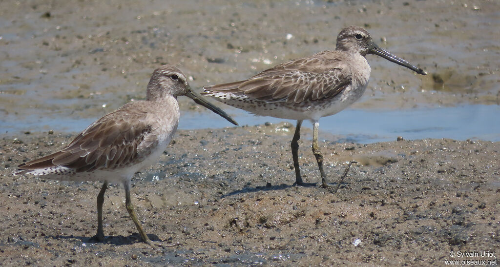Short-billed Dowitcheradult post breeding