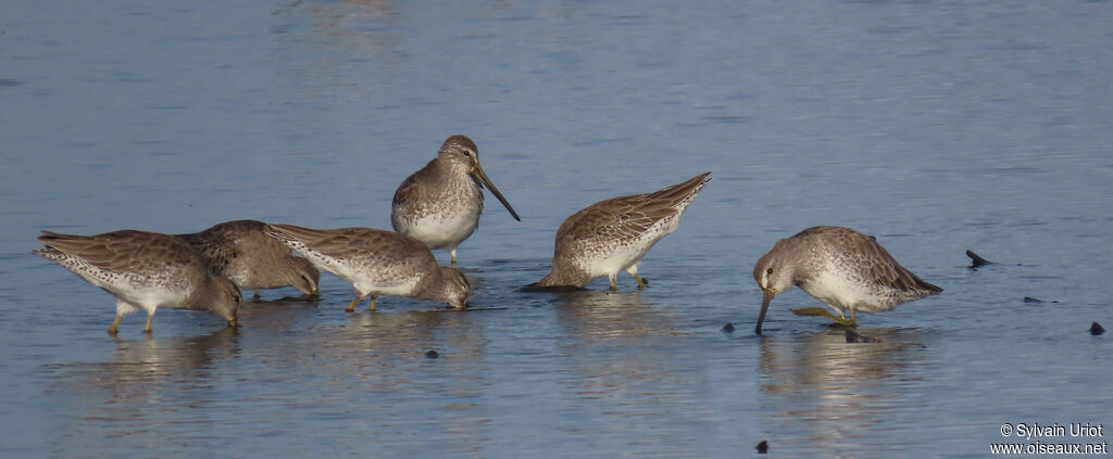 Short-billed Dowitcheradult post breeding