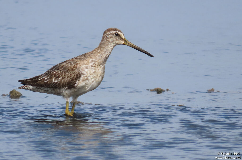 Short-billed Dowitcheradult post breeding
