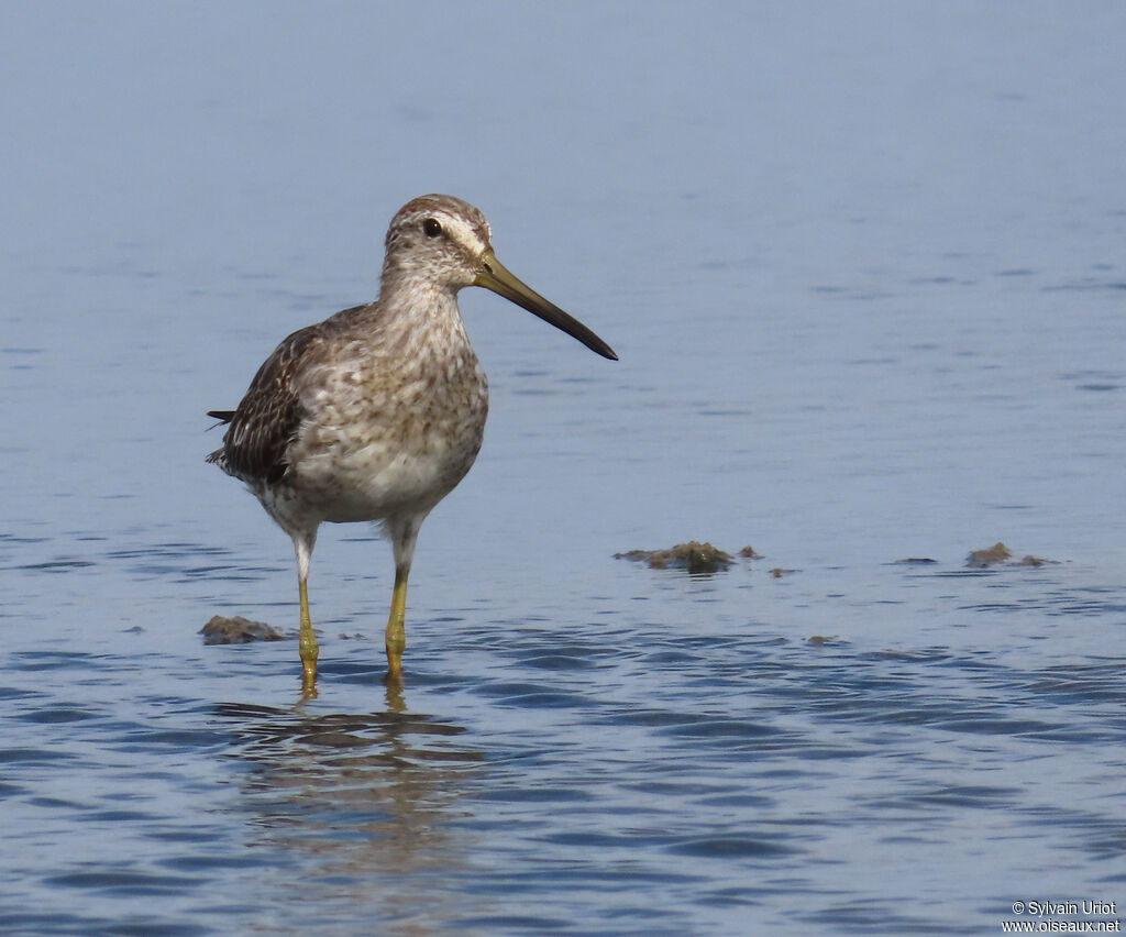 Short-billed Dowitcheradult post breeding