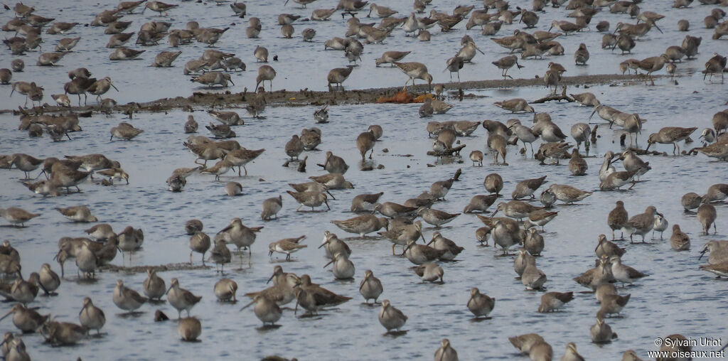 Short-billed Dowitcheradult post breeding