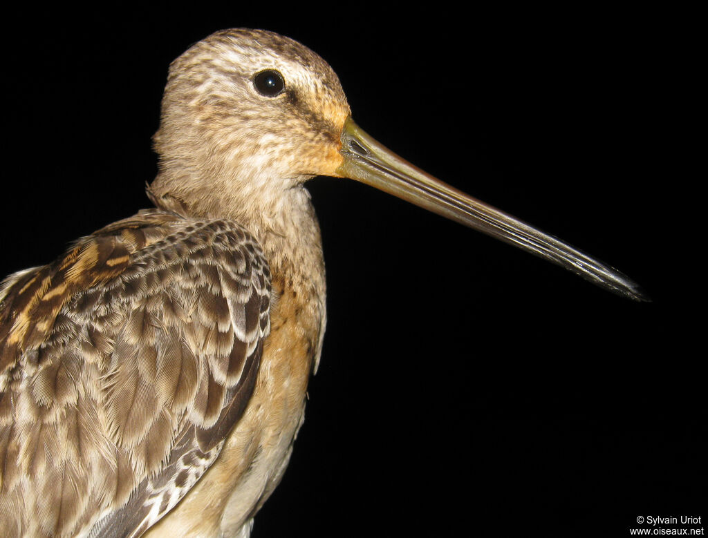 Short-billed Dowitcherimmature