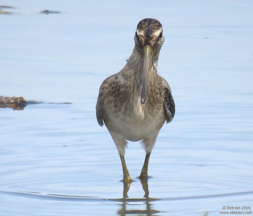 Short-billed Dowitcherimmature