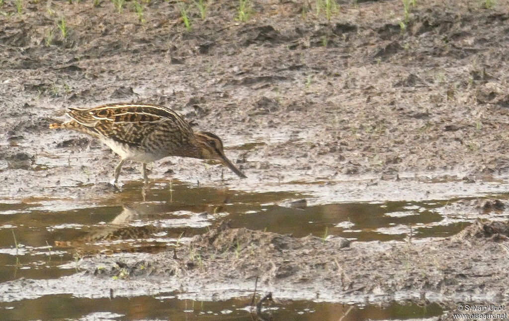 Common Snipe