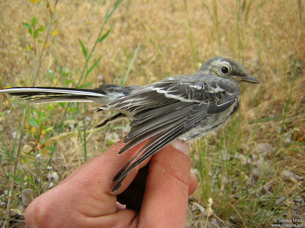 Bergeronnette griseimmature