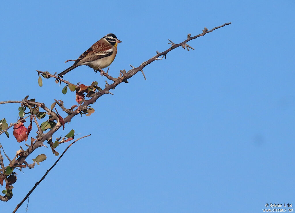 Bruant à poitrine dorée mâle adulte