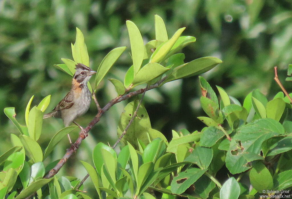 Rufous-collared Sparrowadult