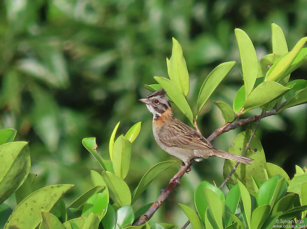Rufous-collared Sparrowadult