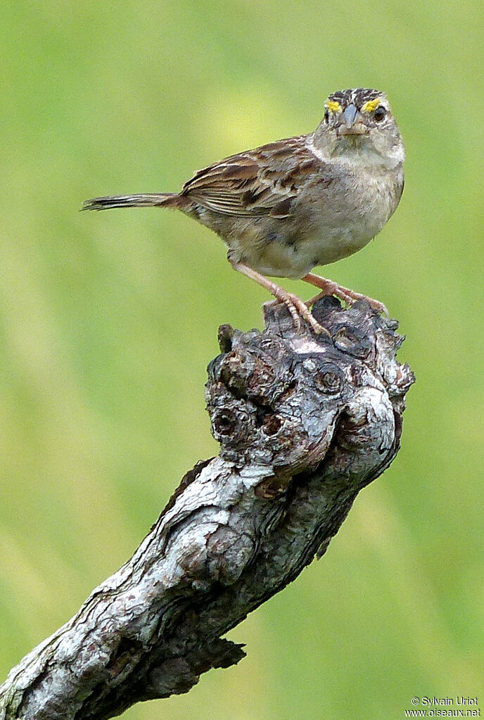Grassland Sparrow