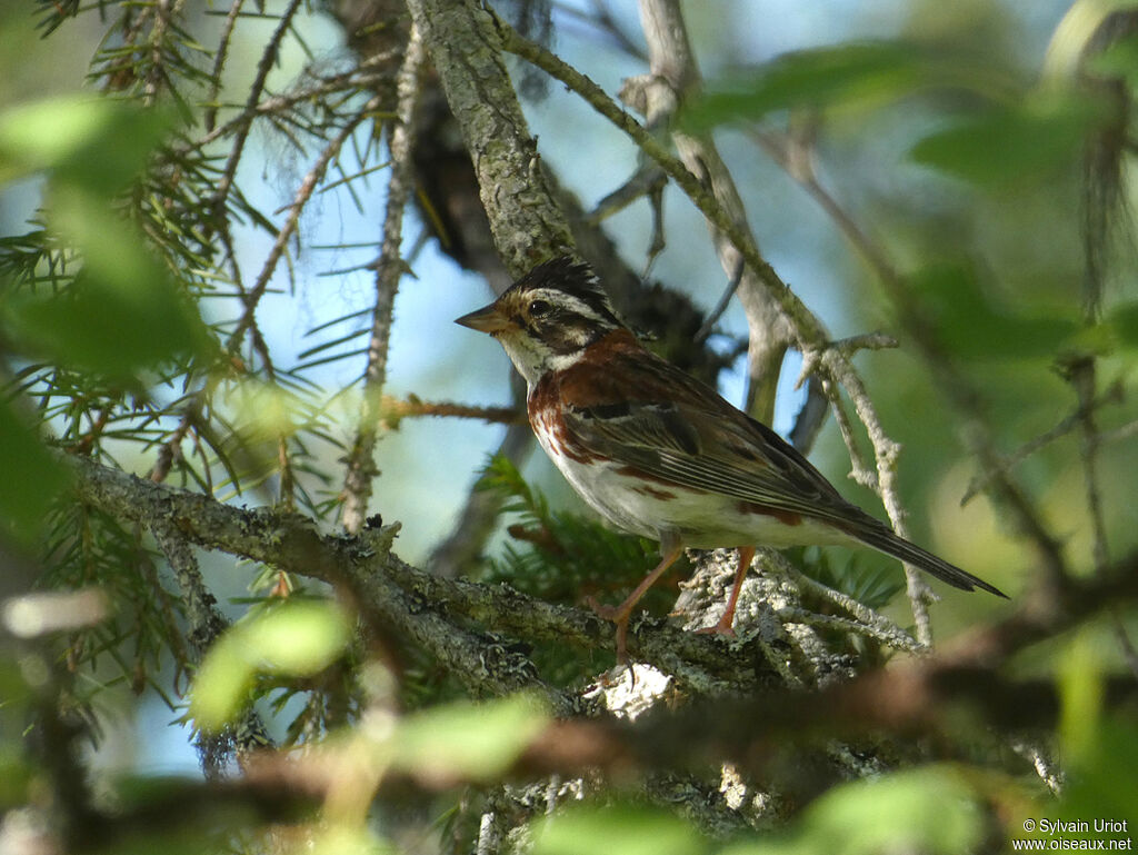 Bruant rustique mâle adulte nuptial, identification