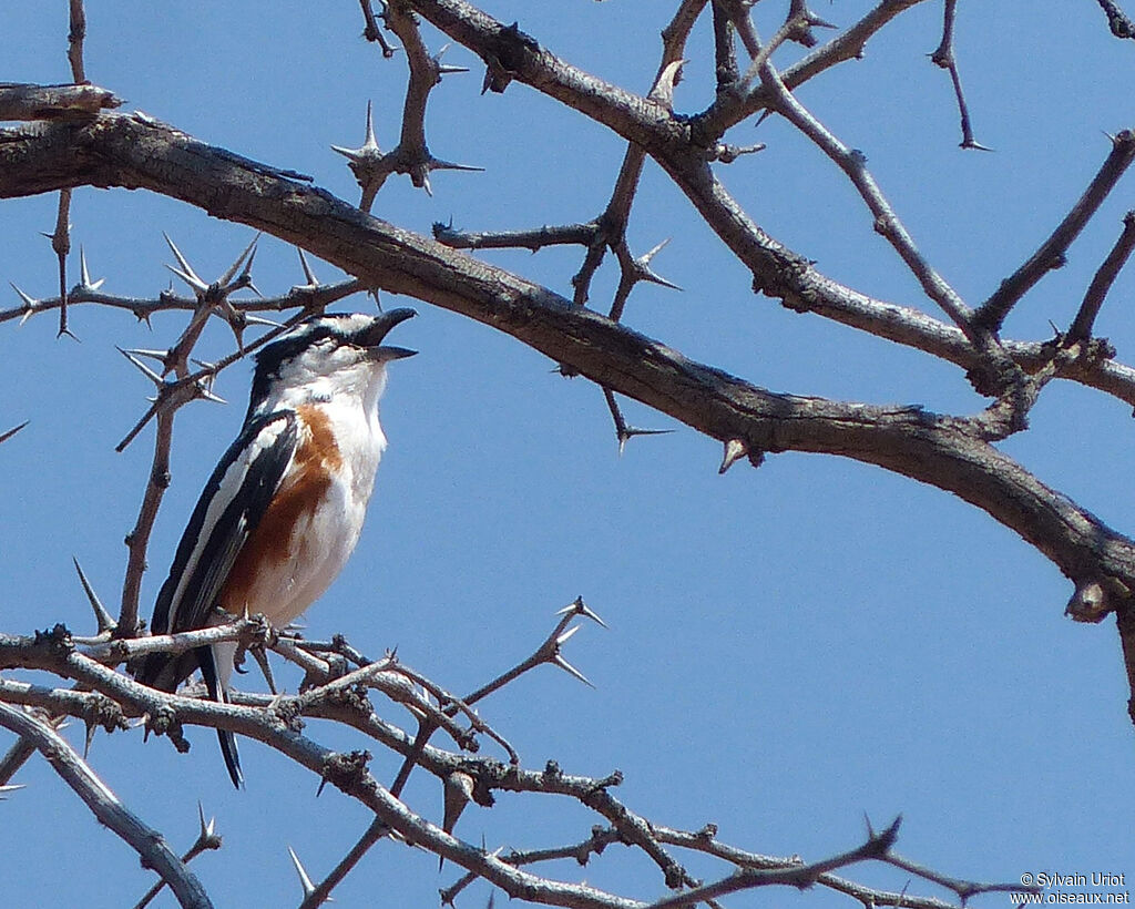 Brubru male adult