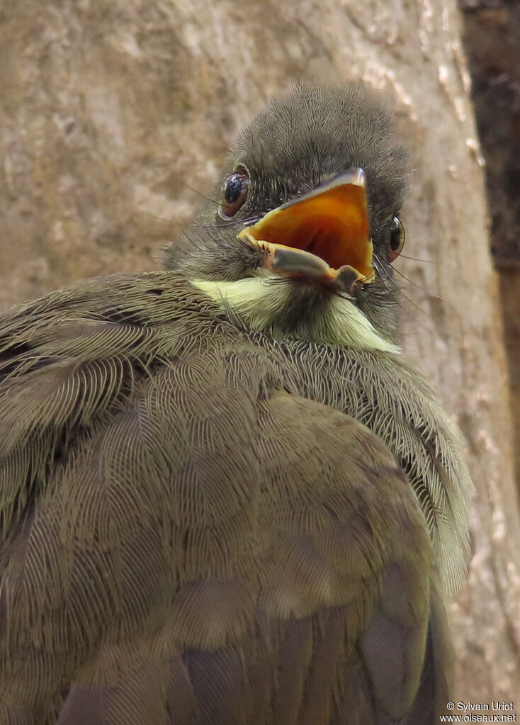 Bulbul à moustaches jaunesadulte