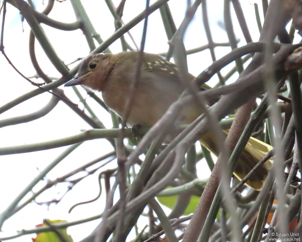Bulbul à tête bruneadulte