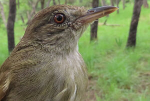 Bulbul de Baumann