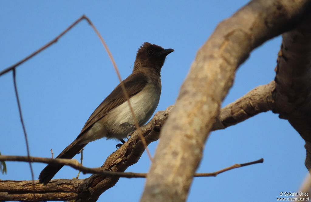 Bulbul des jardinsadulte