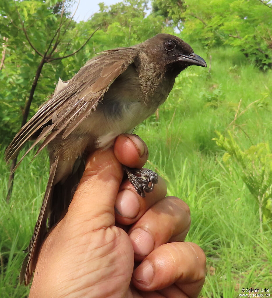Bulbul des jardinsadulte